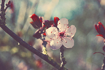 智能排序高效的免费轰炸机